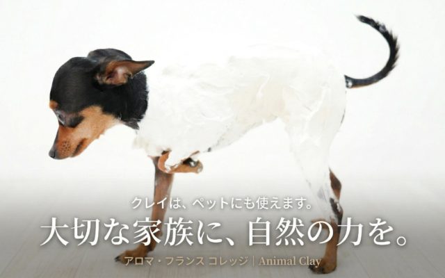 大切な家族に、自然の力を。——ペットのためのクレイテラピー入門
